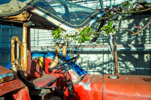 cherry blossom, branch over old tractor