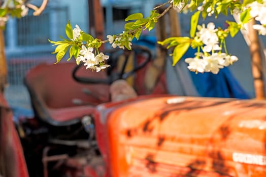 cherry blossom, branch over old tractor