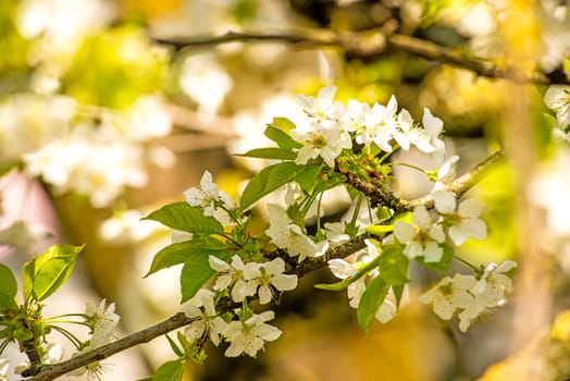cherry blossom, branch with flowers