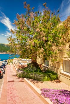 Street with a giant tree on the spanish balearic island Mallorca near cala ratjada with view to the Mediterranean
