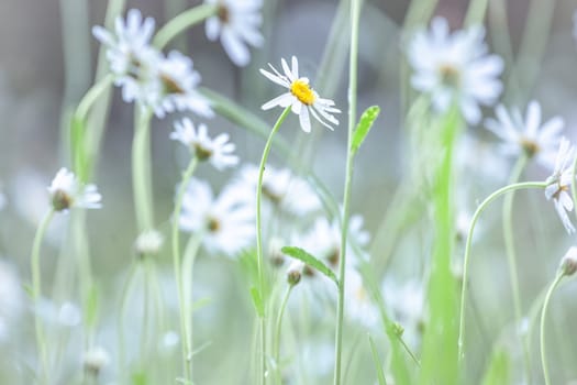 A spring meadow after the rain - daisies and grasses with drops
