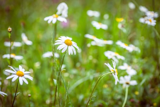 A spring meadow after the rain - daisies and grasses with drops