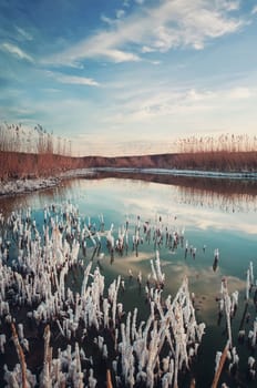 Salted reed vegetation in a little swamp. High level of salt in the pond water makes a white texture on plants and shore. Contrasting nature, vertical background with blue sky reflected in the lake.