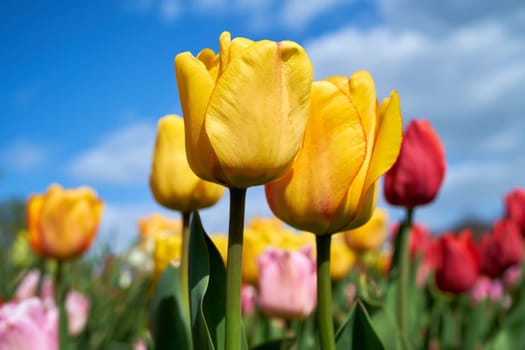 flowering tulips in a garden in spring