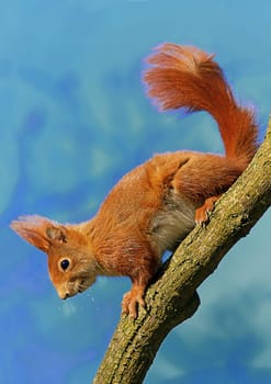 Squirrel Sciurus vulgaris on diagonal branch