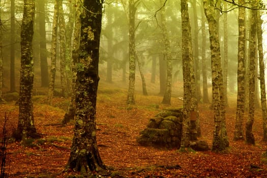 forest fog in the portuguese national park