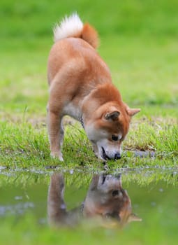 Shiba inu dog retrive a stick