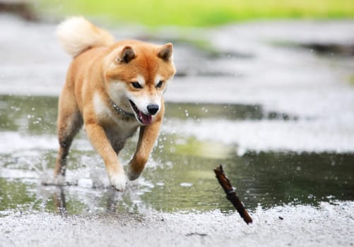 Shiba inu dog retrive a stick
