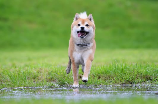 Shiba inu dog retrive a stick
