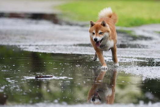 Shiba inu dog retrive a stick