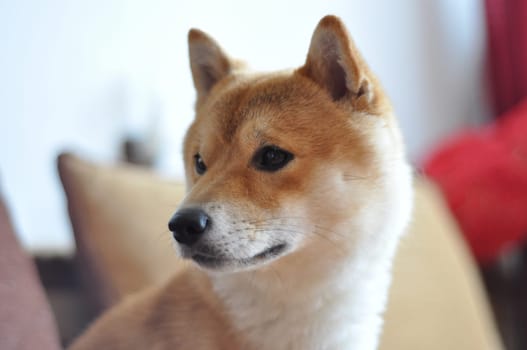 Close up on young shiba inu dog