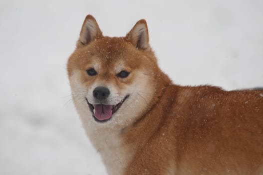 Happy shiba inu dog on snow