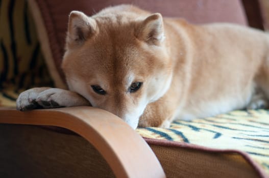 shy shiba inu dog