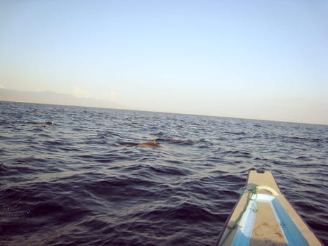 boat spider legs for viewing dolphins in bali