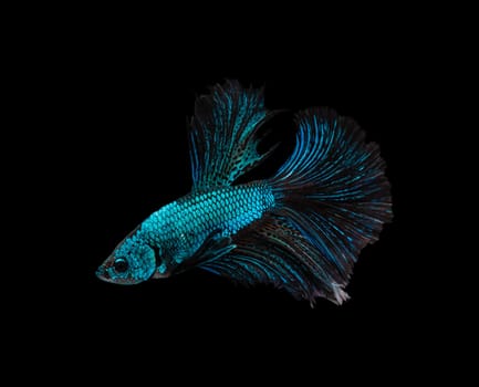 Siamese fighting fish or Betta splendens fish, popular aquarium fish in Thailand. Blue and brown half moon tail betta fighting motion isolated on black background