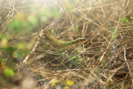 The lizard is hiding in the grass