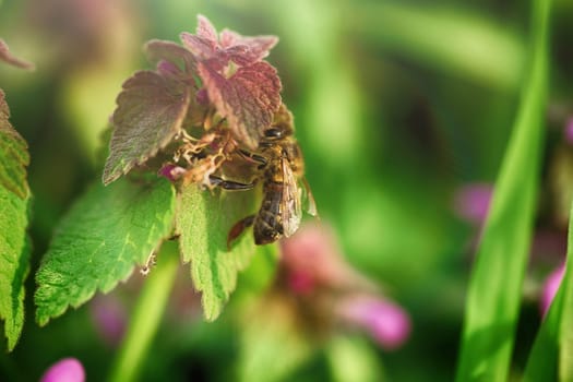 Bees pollinate the flowers