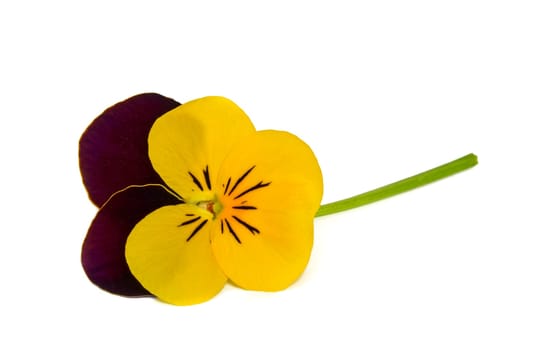 exempted violets in yellow and dark wine red