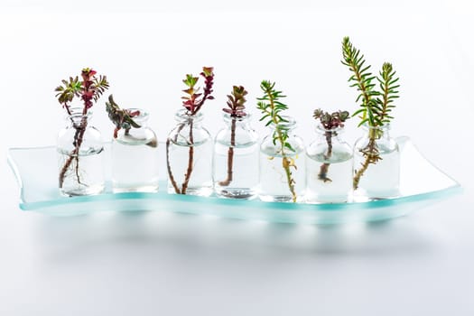 Mini succulent cuttings in smal bottles ready for reproduction and planting on white