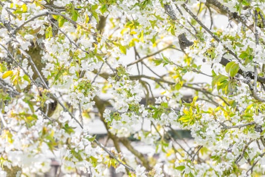 Branches and white flowers of a cherry tree without trunk and leaves as a background