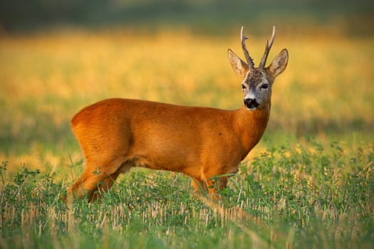 Strong old roe deer, capreolus capreolus, buck with long antlers standing on stubble field at sunset. Muscular adult mammal watching from side view in sunny summer nature.