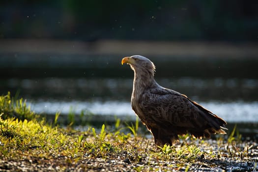 Attentive white-tailed eagle, haliaeetus albicilla, standing on a riverbank near water backlit from sun in nature. Alert bird with brown feather at sunset. Animal wildlife in floodplain forest.