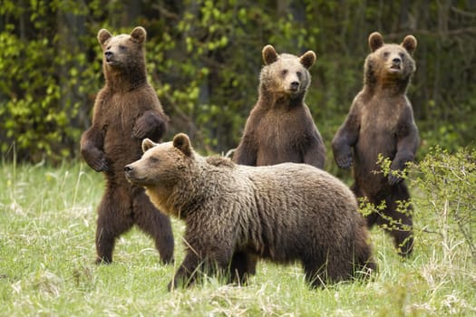 Family of brown bear, ursus arctos, with mother and curious three cubs standing on rear legs in spring nature. Mother mammal together with their young on green grass in nature.
