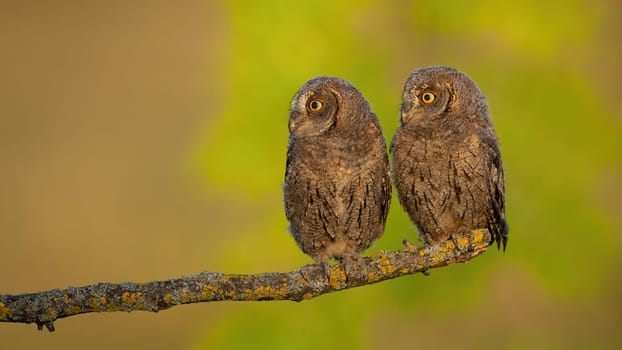 Alert eurasian scops owl, otus scops, chicks looking aside to blank copy space in spring nature. Attentive young birds with feathers on sunny day with blurred background