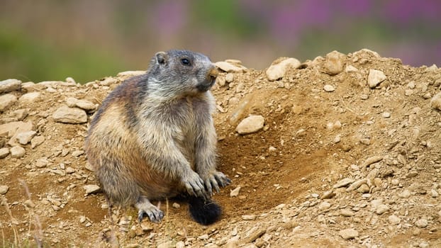 Lovely alpine marmot, marmota marmota, sitting near den in Low Tatras national park, Slovakia, Europe. Adorable wild rodent with paws holding in front of itself looking with interest.