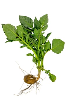 Whole young potato plant with tuber and leaves isolated on white