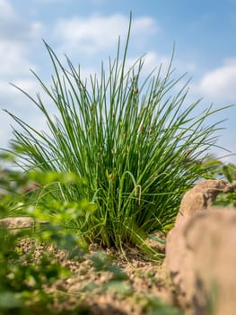 Bushy chives in a herb bed with sandstones and a blue cloudy sky from a low angle perspective