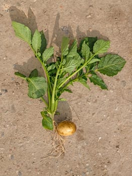 Complete young potato plant with tuber and leaves on flat broen earth