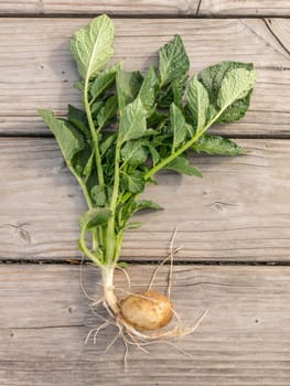 Complete young potato plant with tuber and leaves on gray wooden boards