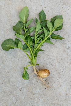 Complete young potato plant with tuber and leaves on gray concrete floor