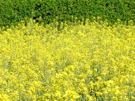 field of rape with flowers with green background