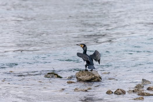 Cormorant sits on the shore with its wings spread out in front of an even surface of water with copy space