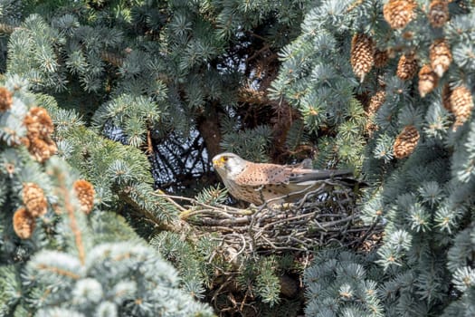 Kestrel sits in its nest on the tip of a blue spruce between pine needles and pine cones