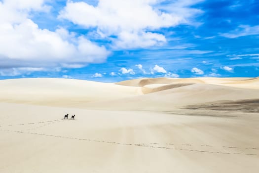 Lencois Maranhenses, National Park, Maranhao, Brazil