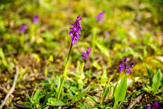 wild orchids in Germany in spring in a forest
