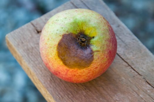 Rotten apple on the bench. Defeat apples. Spoiled crop.