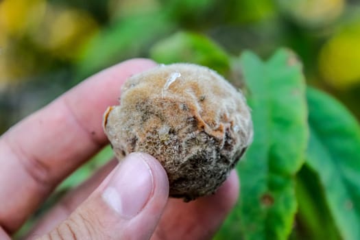 Rotten peach in the hands of a man. Spoiled fruit