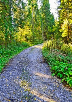 Forest road with sun rays