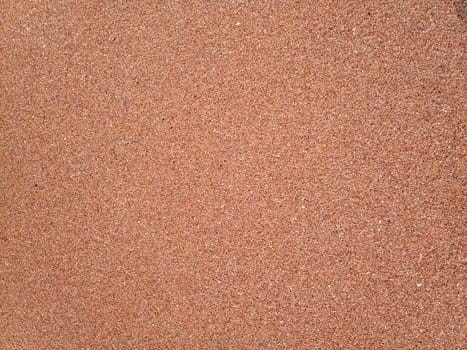 The background is the texture of the sea sand on the beach. Sand shell.