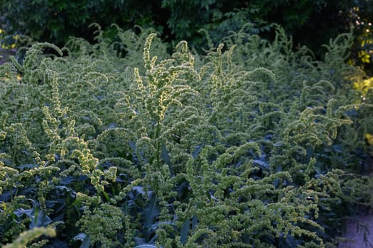 Horse sorrel during the flowering period. Rumex confertus. Horse sorrel on the side of a rural road.