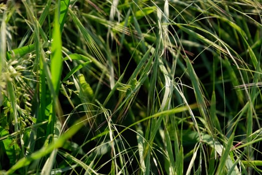 The larva of a green grasshopper sits on a stem of grass.