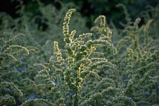 Horse sorrel during the flowering period. Rumex confertus. Horse sorrel on the side of a rural road.