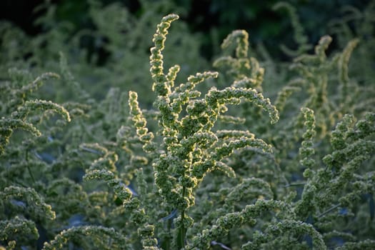 Horse sorrel during the flowering period. Rumex confertus. Horse sorrel on the side of a rural road.