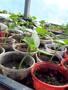 Seedlings of cucumbers in glasses in a greenhouse.