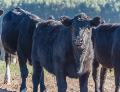 portraits of black cows grazing in the Argentine countryside