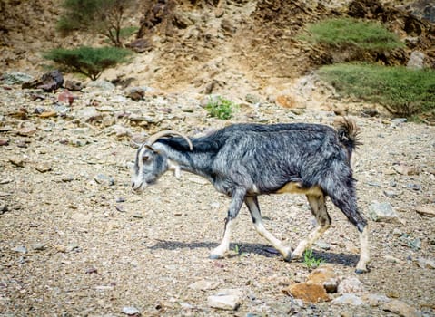 Arabian tahr - a type of mountain goat in Al Hajar mountains in Fujairah, UAE